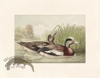 Pope 18 Widgeon
